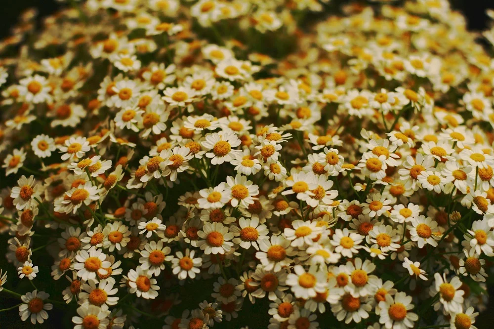 Geneeskrachtige planten voor in de tuin